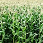 Regulatory wzrostu w zbożach jarych – kiedy i jak je stosować?