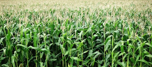 Regulatory wzrostu w zbożach jarych – kiedy i jak je stosować?